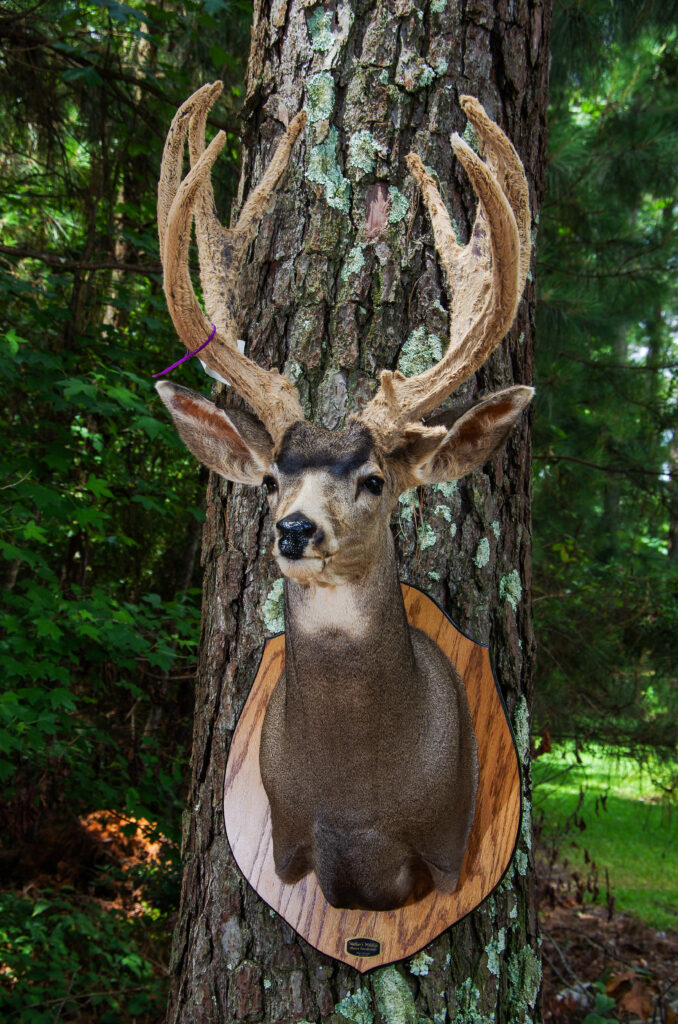 Deer Shoulder Mount Poses - Bing Images | Deer mount decor, Deer mount  ideas, Deer shoulder mount